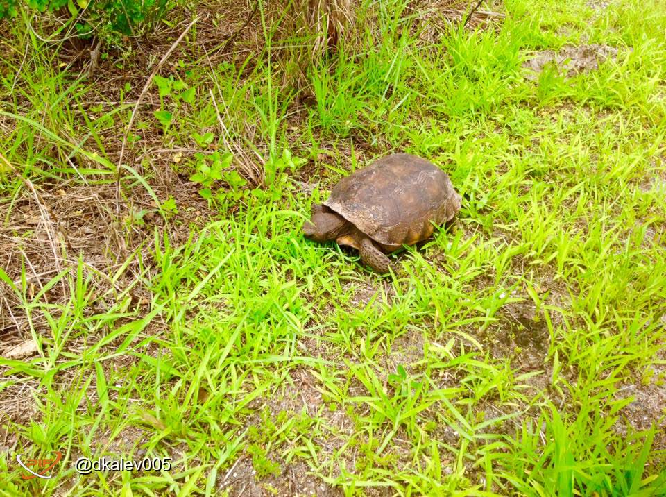 Turtle