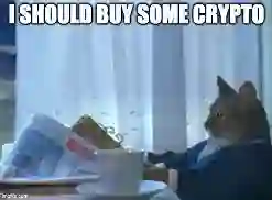 cat.webp